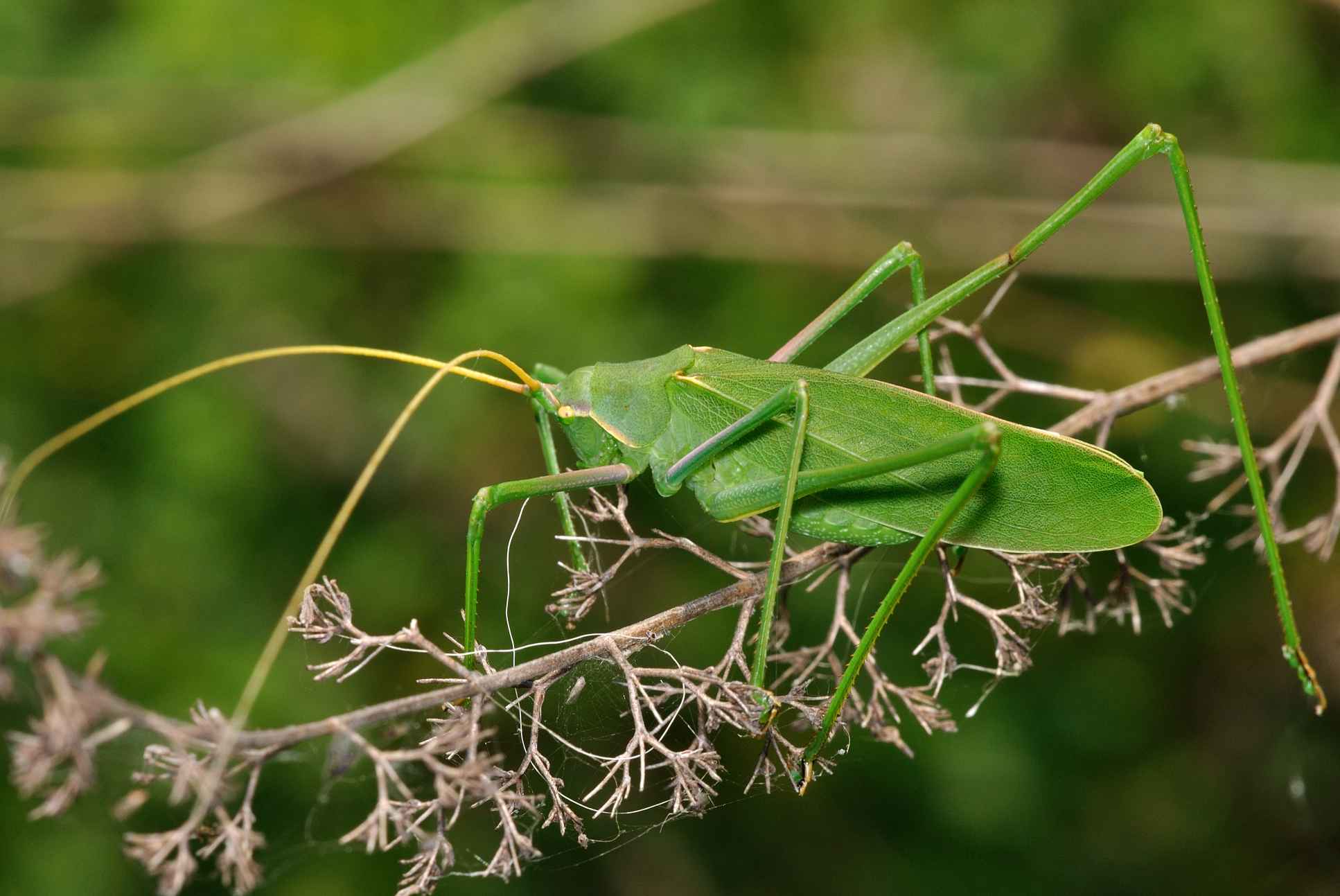 ID Orthoptera